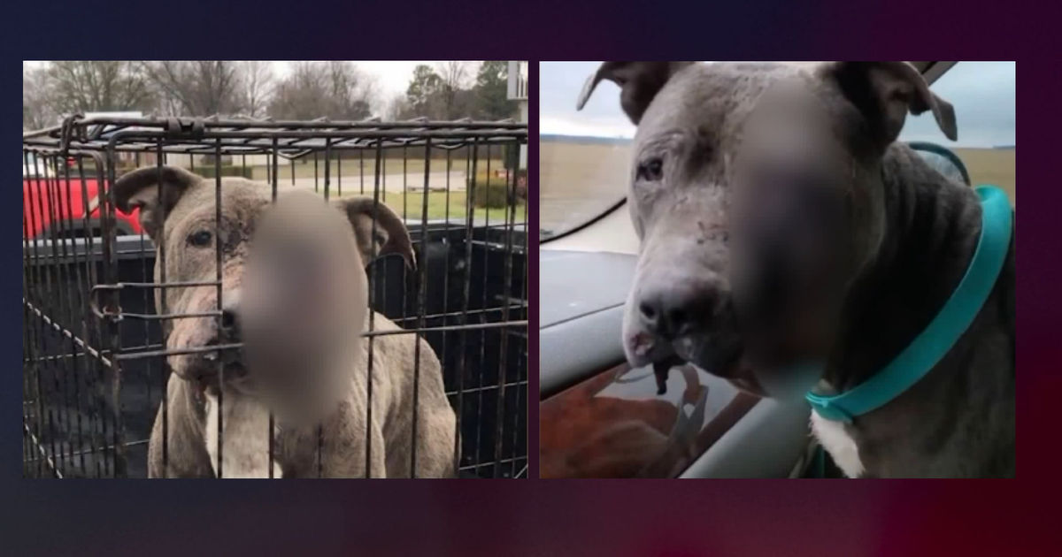Reward offered in fatal shooting of Arkansas dog